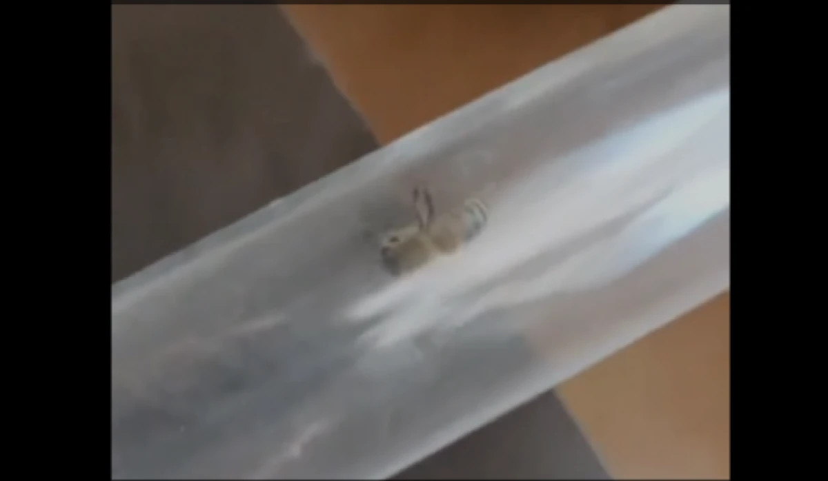 15. katta bal üretti                            