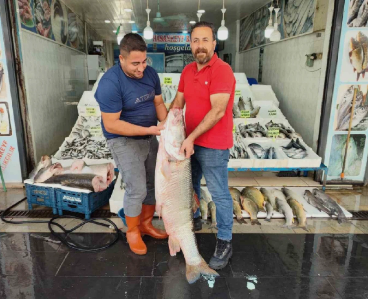 1,5 metre uzunluğunda dev balık tezgaha &ccedil;ıktı!