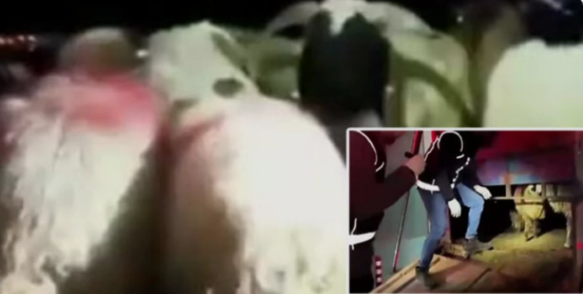 29 koyunun karnında uyuşturucu madde ele ge&ccedil;irildi