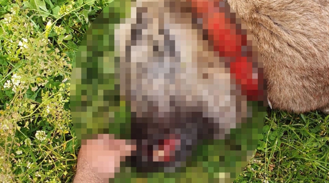 3 çoban köpeği ile 1 tilki zehirlenerek öldürüldü 