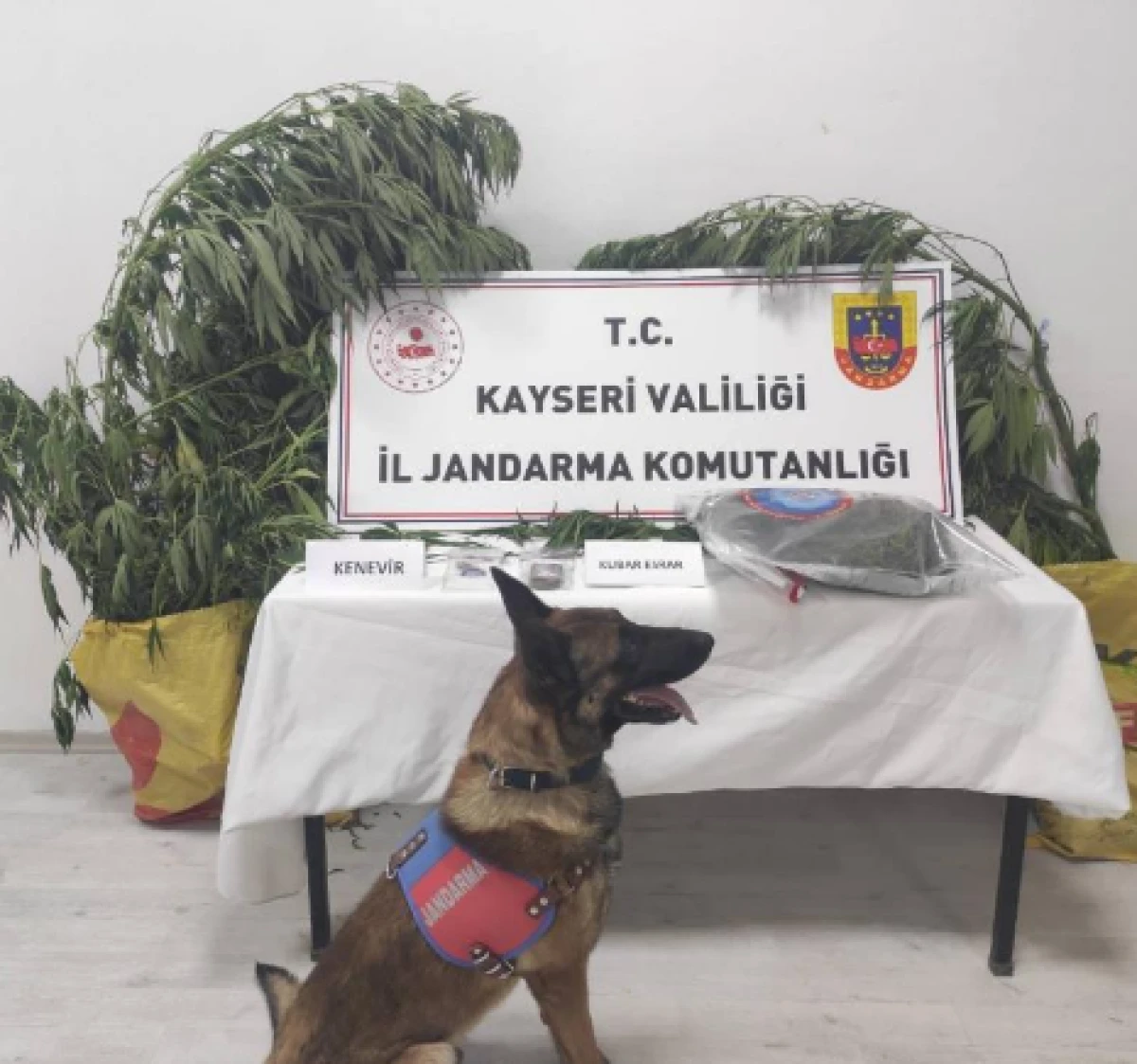 7 kök kenevir ele geçirildi 1 kişi gözaltına alındı