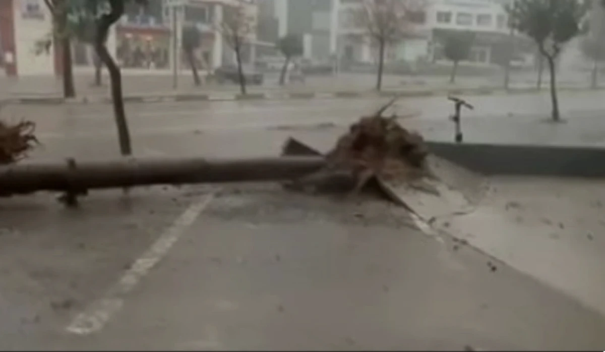 Adana'da fırtına ağa&ccedil;ları yerinden s&ouml;kt&uuml;            
