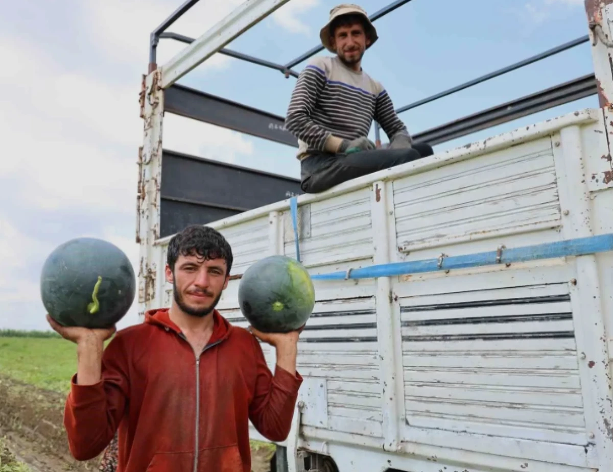 Adana'da karpuz hasadında sona gelindi