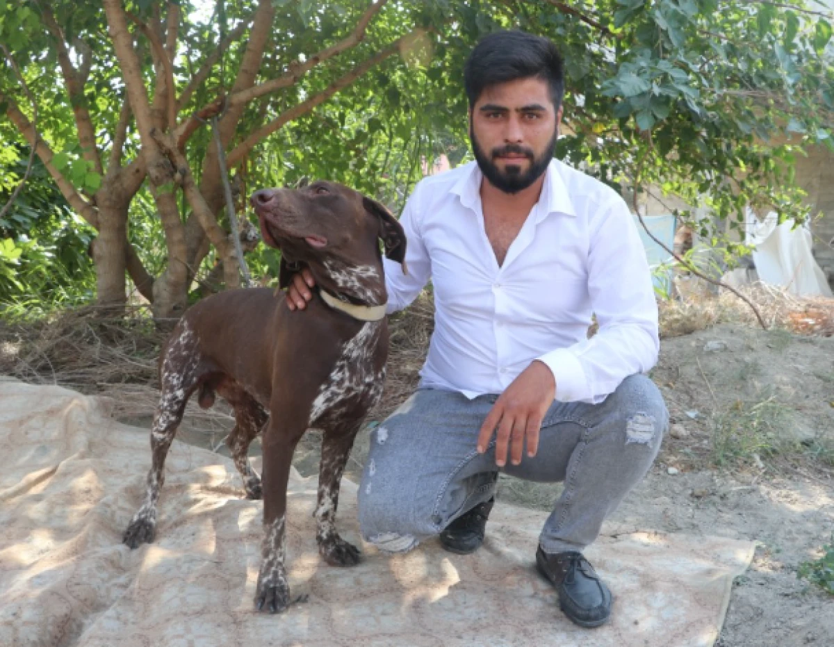Adana&rsquo;da k&ouml;peğe sopayla şiddet g&uuml;venlik kamerasında