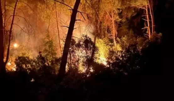 Adana'da orman yangını çıktı!               
