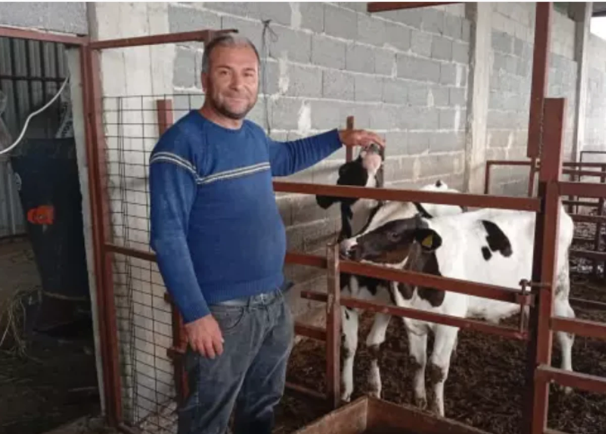 Adanalı besiciden ilgin&ccedil; y&ouml;ntem: İneklerin s&uuml;t verimini artırmak i&ccedil;in uyguluyor