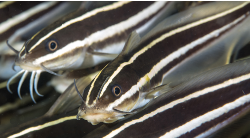 Akdeniz sularında yeni bir istilacı zehirli balık türü olan “Çizgili Yılan Kedi Balığı”na rastlandı 