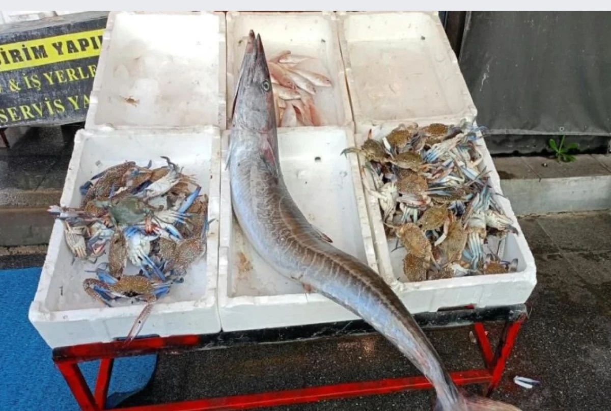 Akdeniz'de 12 kilogramlık ceylan balığı yakalandı