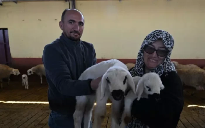 Aldığı devlet desteğiyle 103 koyunu 800 başa &ccedil;ıkarttı      