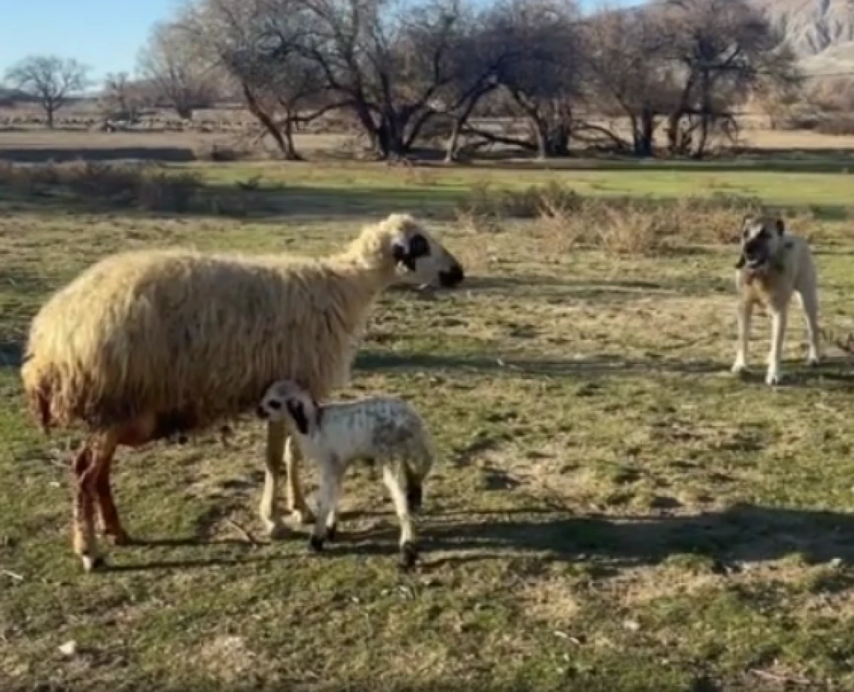 Anne koyunun yavrusunu k&ouml;pekten b&ouml;yle korudu 