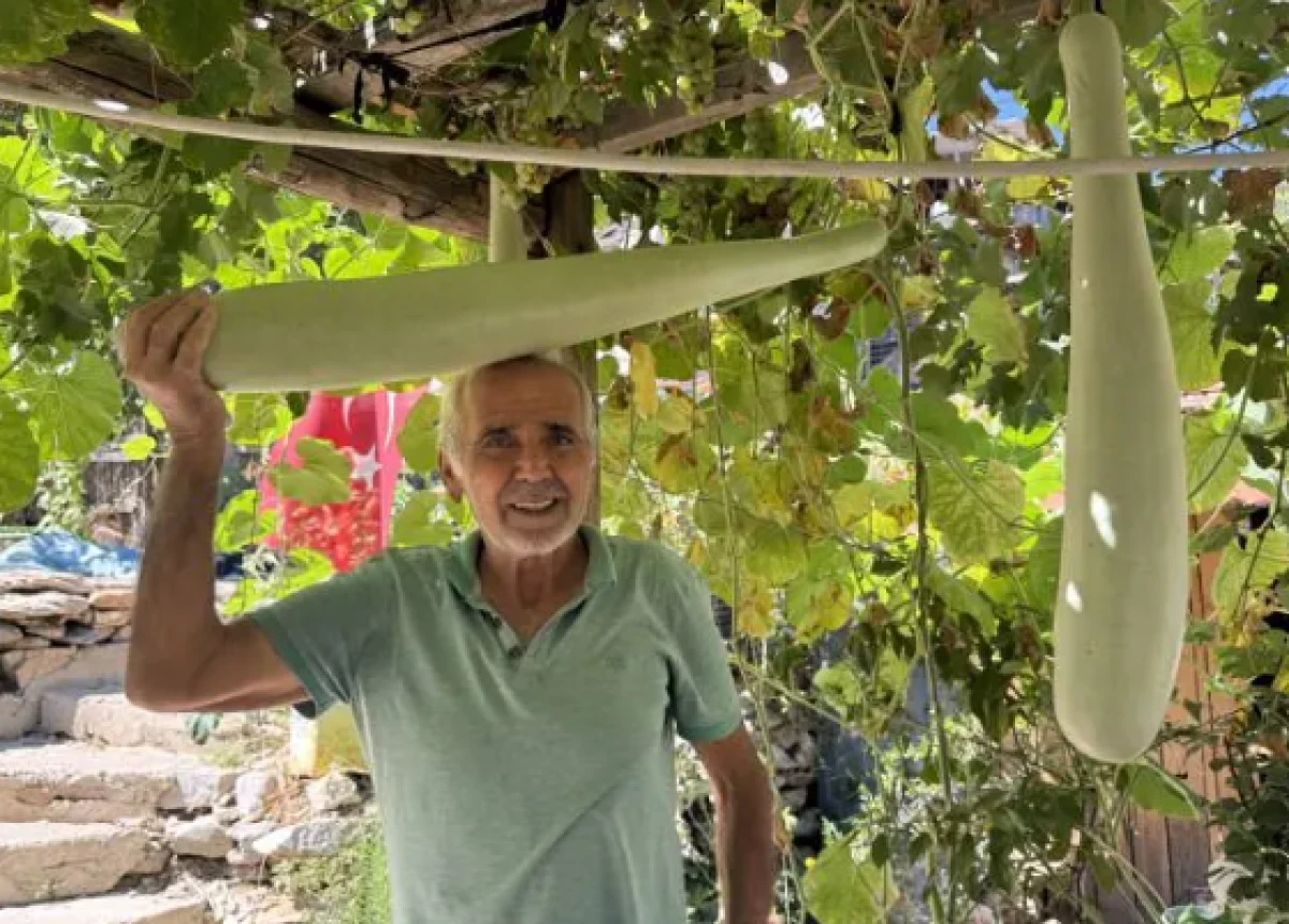 Antalya'da deneme ama&ccedil;lı ekti! Hasada kendisi bile inanamadı... İşte selvi boylu kabaklar