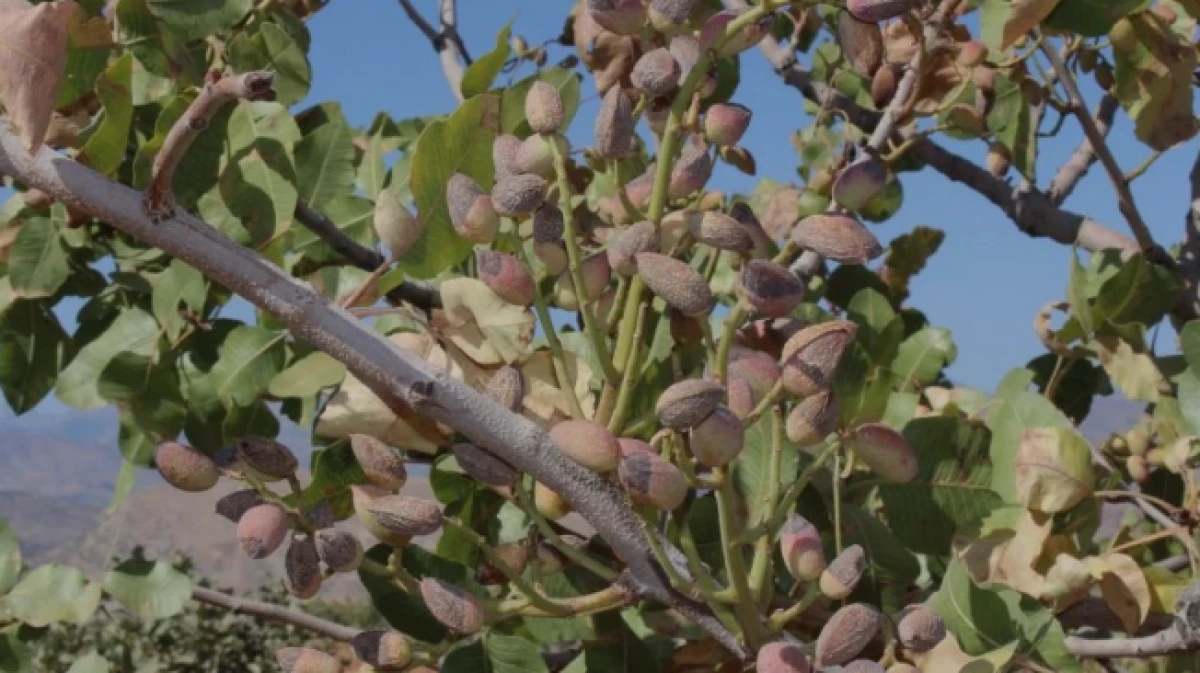 Aşırı sıcaklar fıstığı vurdu                      