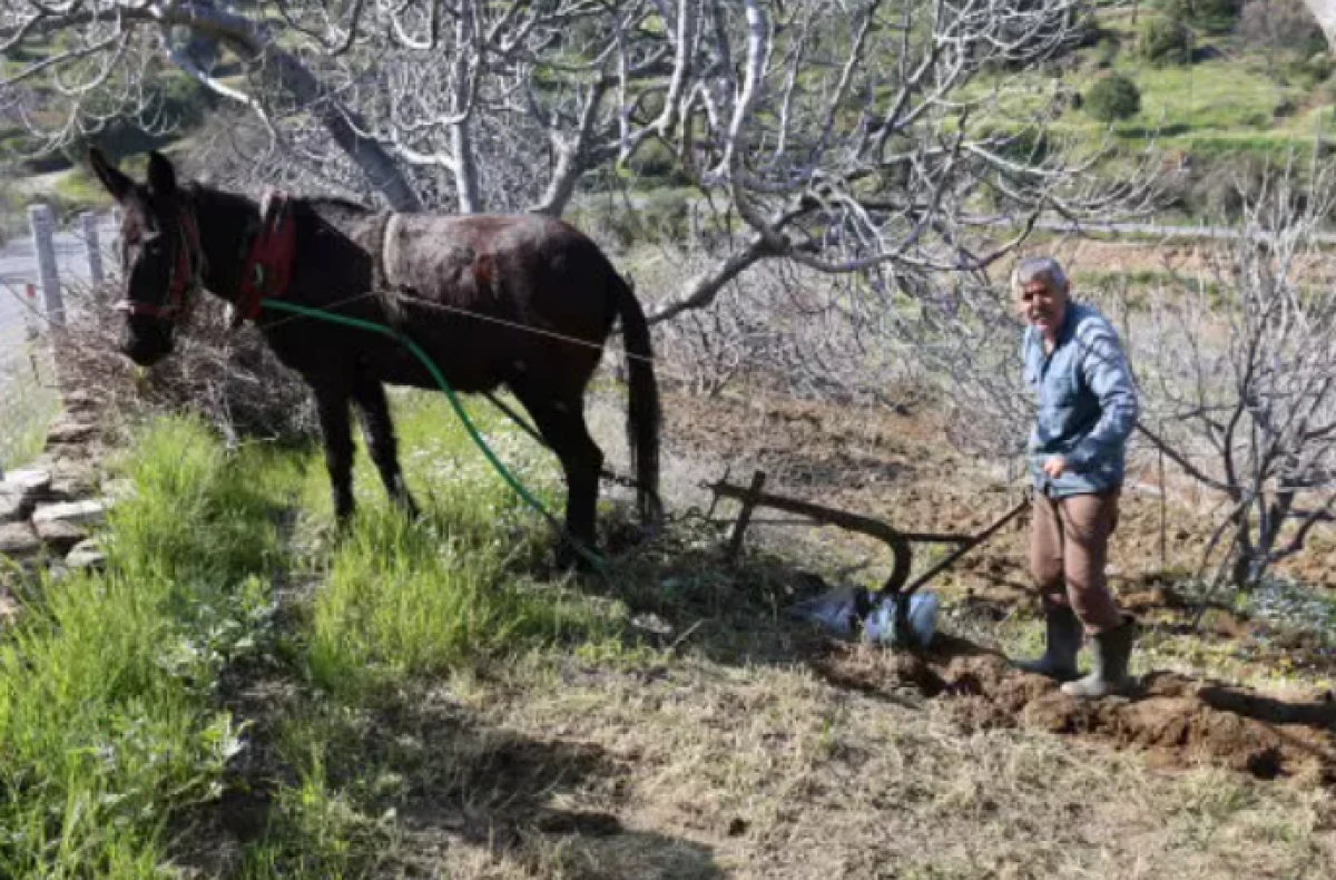 Aydın'da gen&ccedil;ler şehirde, &uuml;retim dedede! K&ouml;y&uuml;n 'delikanlısı' 50 yaşında