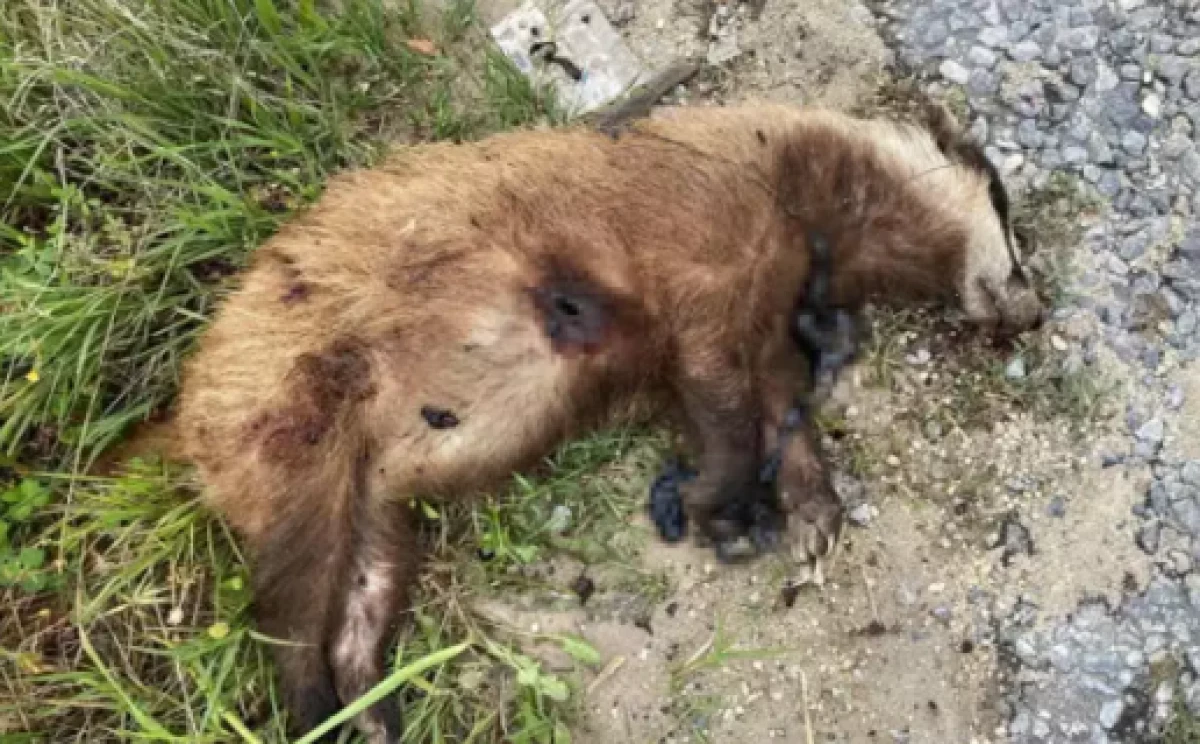 Aydın'da nesli t&uuml;kenmekte olan Avrupa porsuğu silahla vurularak katledildi