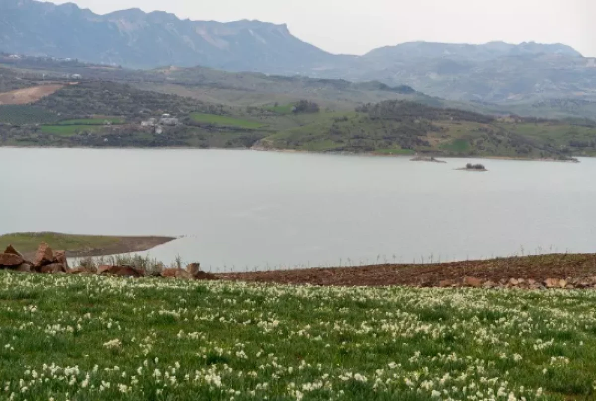 Baharın habercisi! &Ccedil;i&ccedil;ek a&ccedil;tılar          