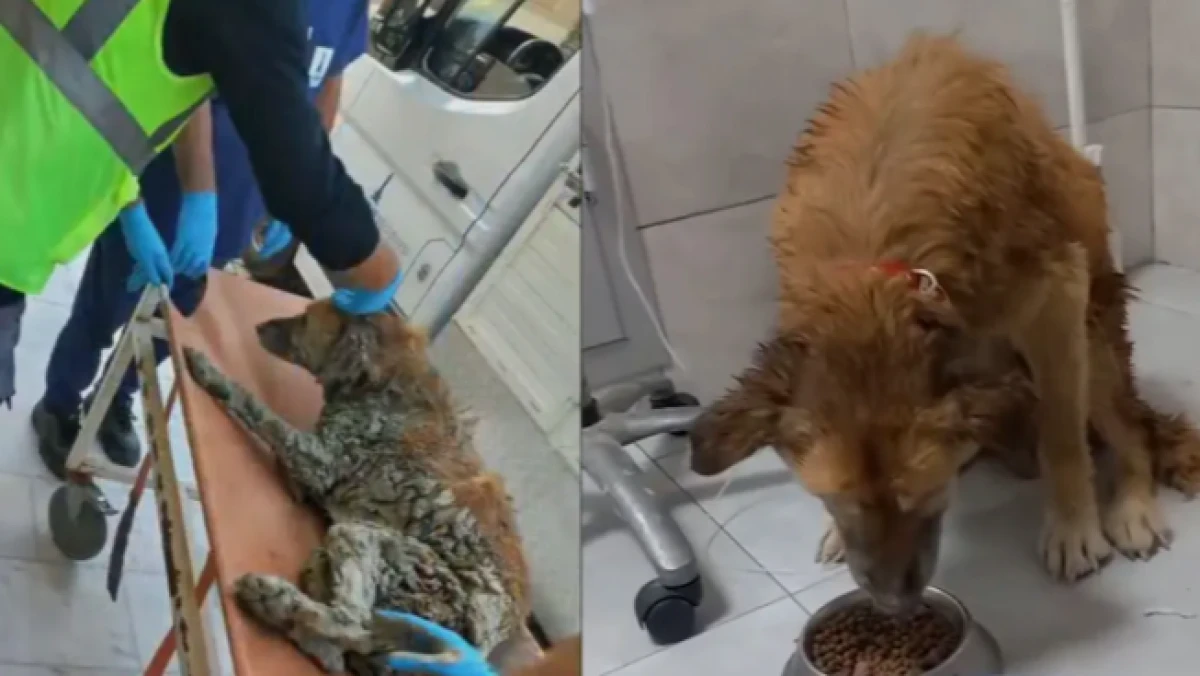 Bakan &Ccedil;ift&ccedil;i, İzmir'de &ccedil;amura saplanan k&ouml;peğin kurtarılma g&ouml;r&uuml;nt&uuml;lerini paylaştı