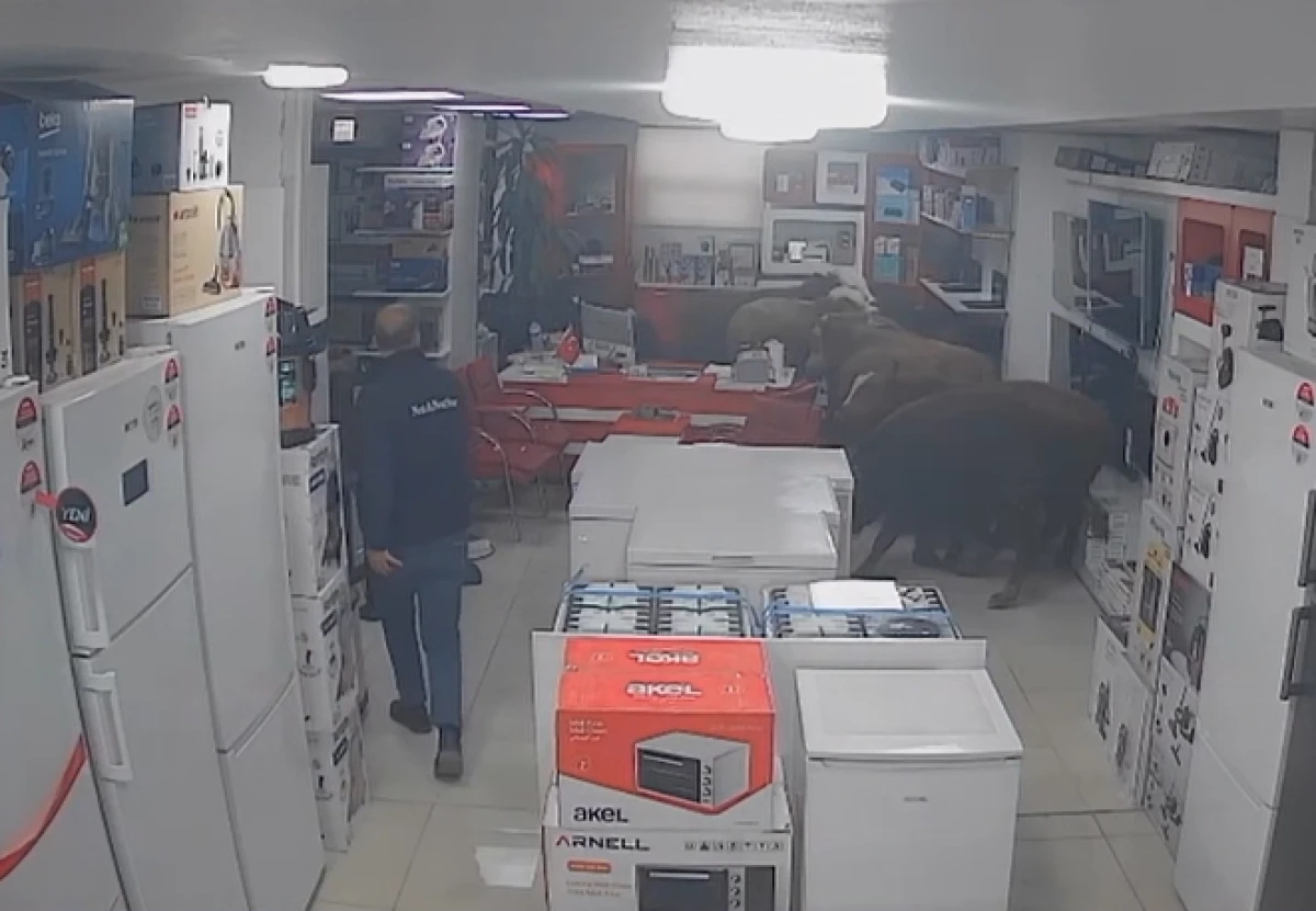 Batman'da sahibinden ka&ccedil;an inekler          