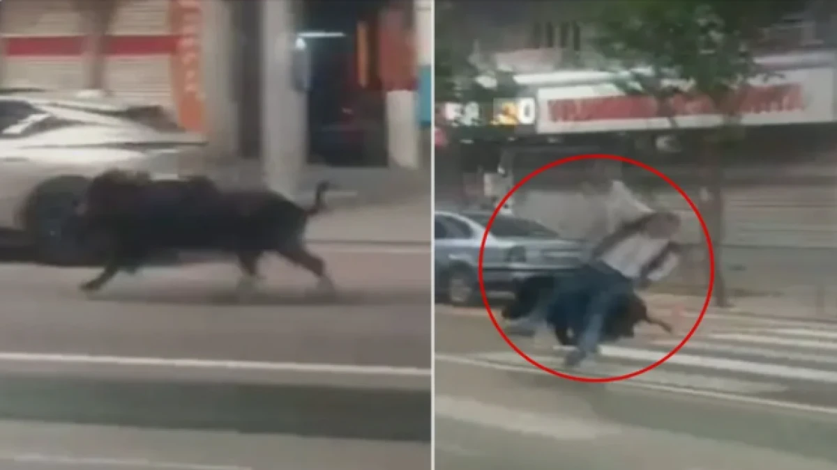 Batman'da şehir merkezine inen yaban domuzu &ouml;n&uuml;ne &ccedil;ıkan 3 kişiyi yaraladı