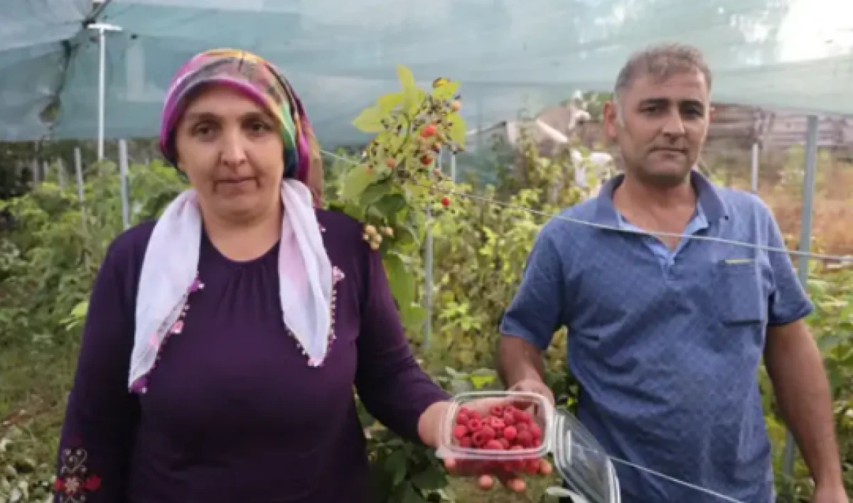 Ben bu işi yaparım dedi, başardı! İl&ccedil;ede ilk kez ektiği meyvenin kilosu 500 lira