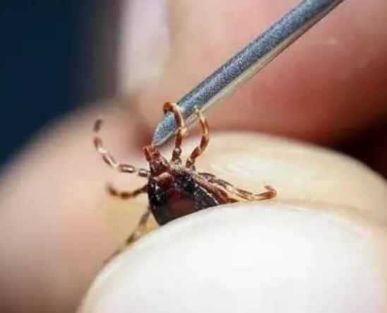 Bingöl’de kene ısırığı can aldı                       