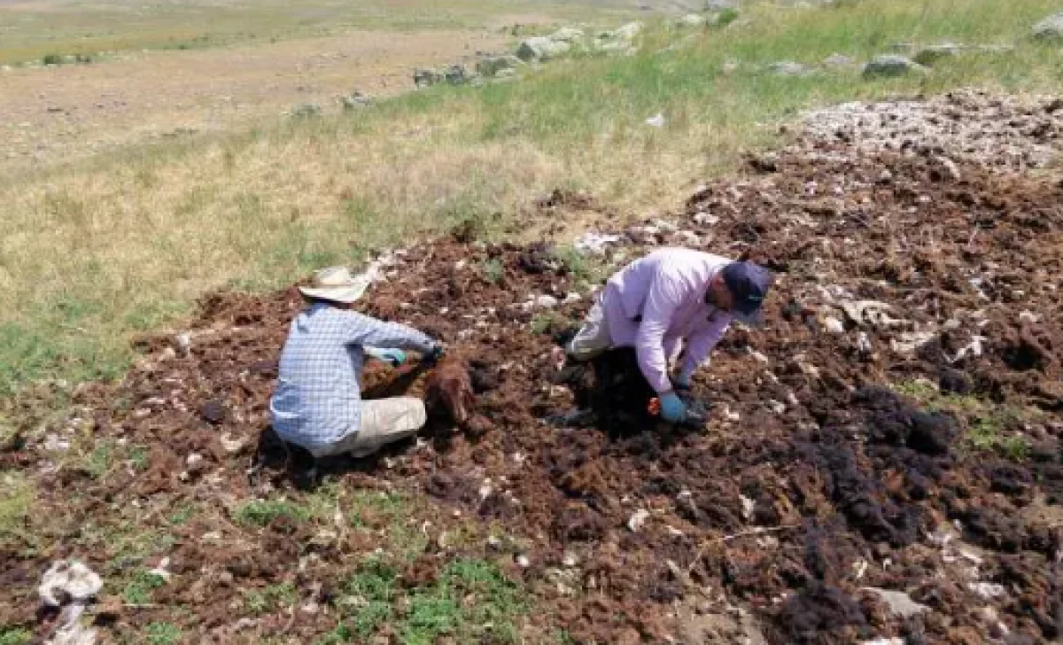 Bir zamanlar altın değerindeydi, bedava veriliyor alan yok! İmha ediliyor