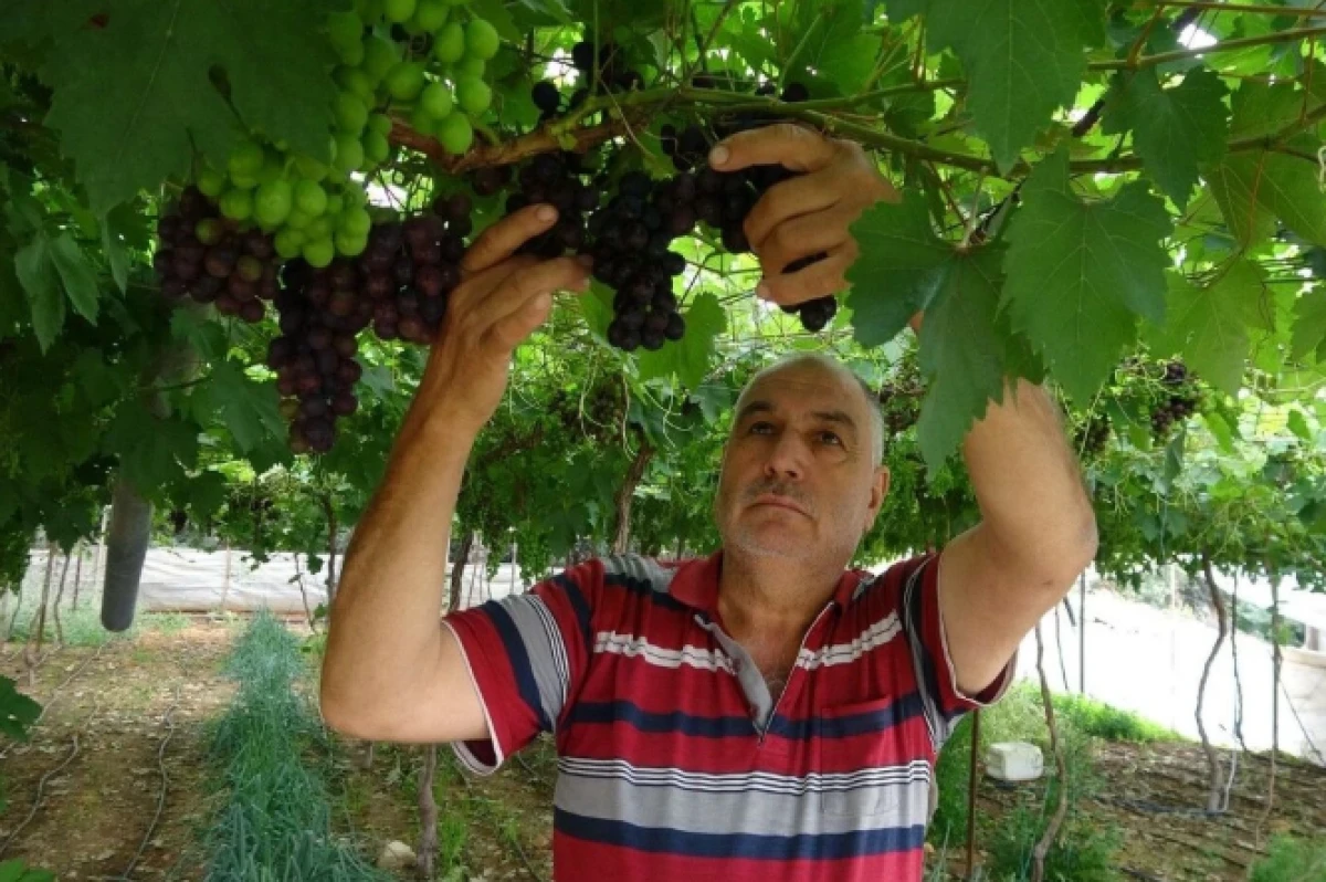 B&ouml;lgenin siyah incisi &uuml;z&uuml;mde hasat başladı