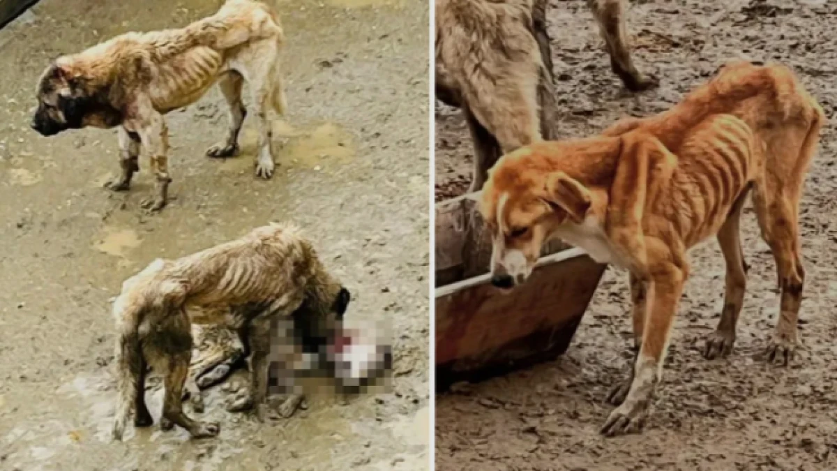 Boz&uuml;y&uuml;k Belediyesi'ne ait barınakta a&ccedil; bırakılan k&ouml;pekler birbirini yedi  