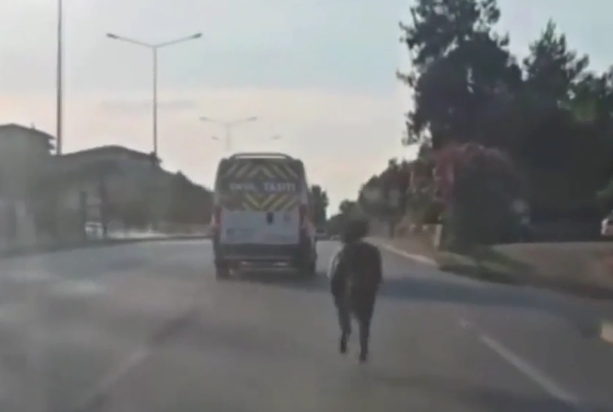 Bursa'da ana yola &ccedil;ıkan başıboş at trafiği birbirine kattı