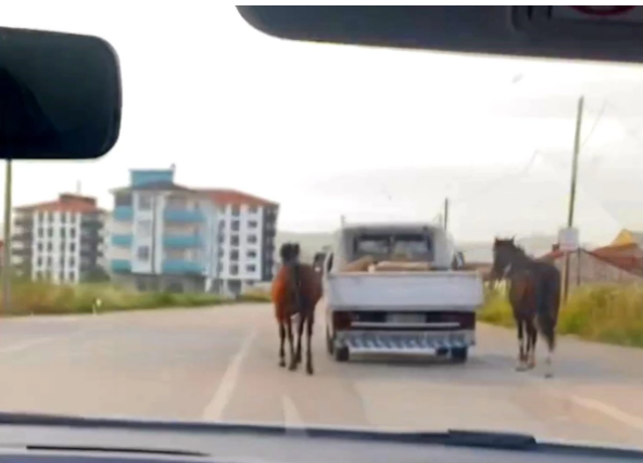 Bursa'da skandal görüntü: Atları araca bağlayıp koşturdu! 