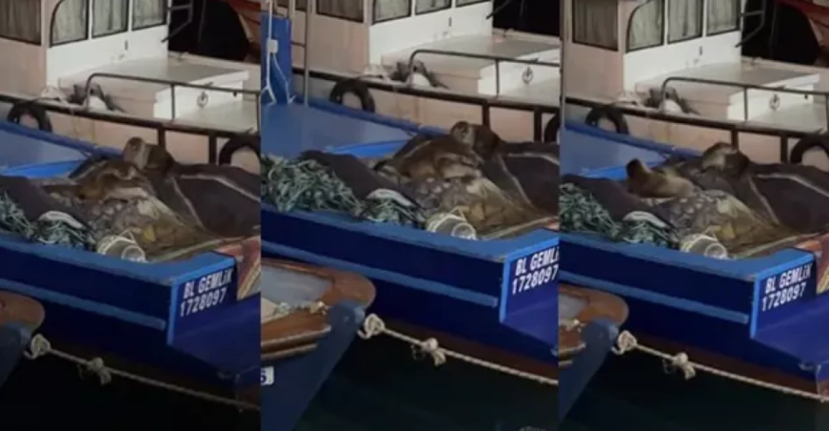 Bursa'da teknesinde buldu                   