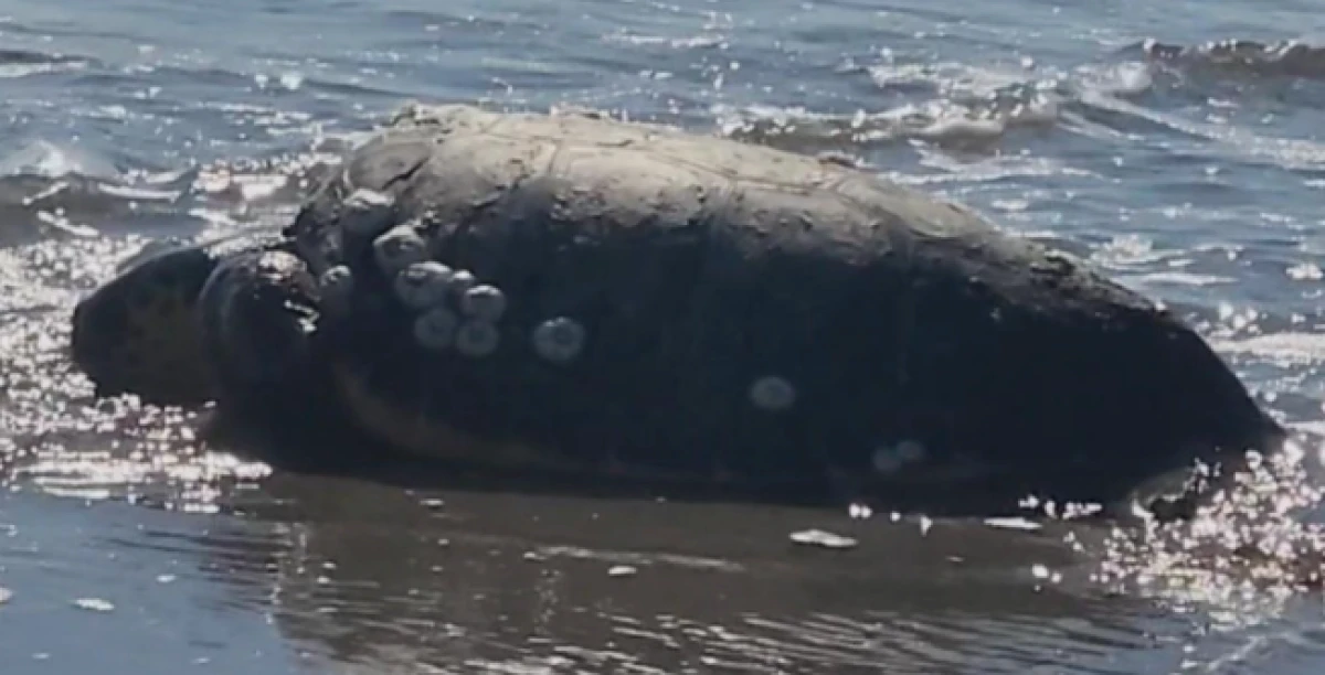 &Ccedil;anakkale'de sahilde hareketsiz bulunan caretta carettalar hayata tekrar tutundu 
