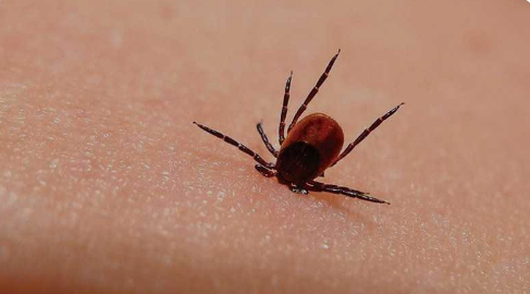 Çankırı'da kene kabusu: Bir kişi hayatını kaybetti! 