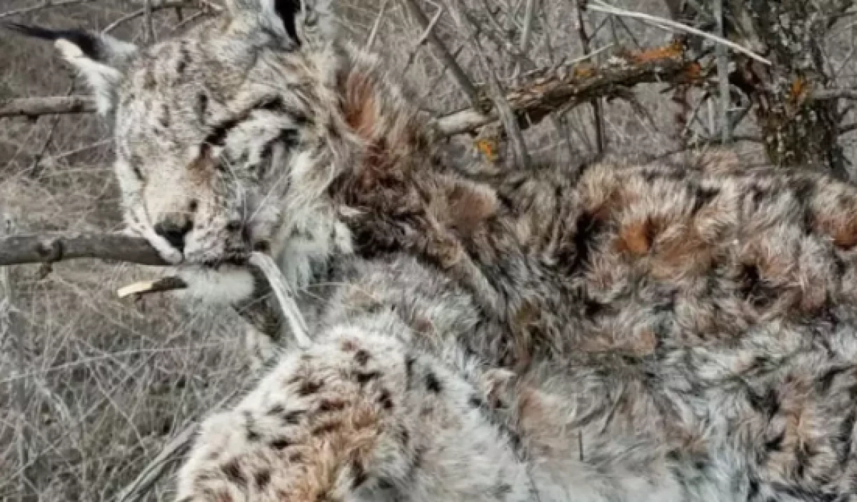 Canlı olarak g&ouml;rmek bile imkansızdı!                