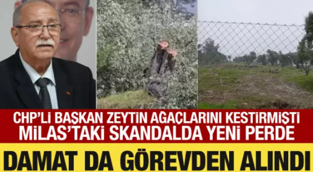 CHP&rsquo;li başkan zeytin ağa&ccedil;larını kestirmişti  