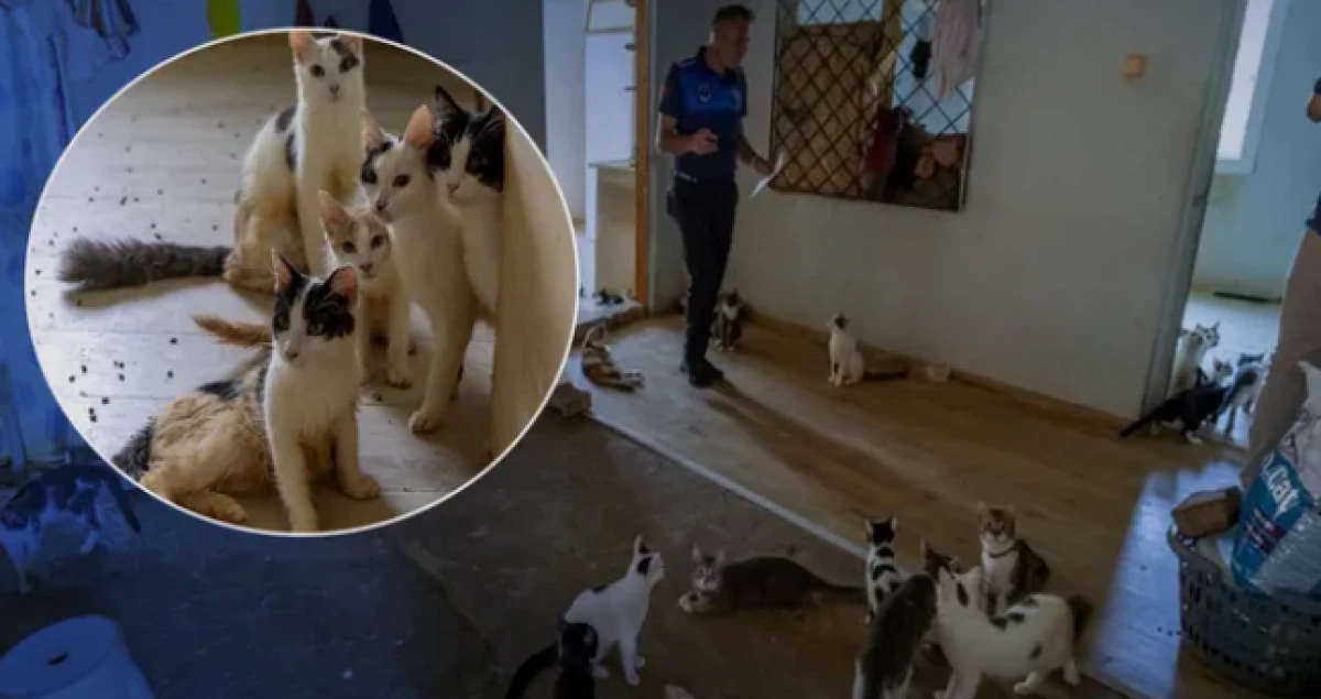 &Ccedil;&ouml;p ev ihbarına giden ekipler adreste 100 kedi buldu