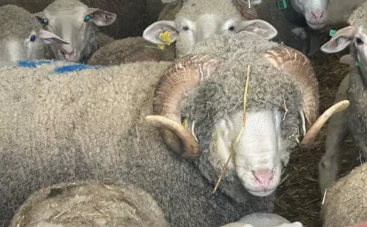 Damızlık ko&ccedil;un fiyatı dudak u&ccedil;uklatmıştı             