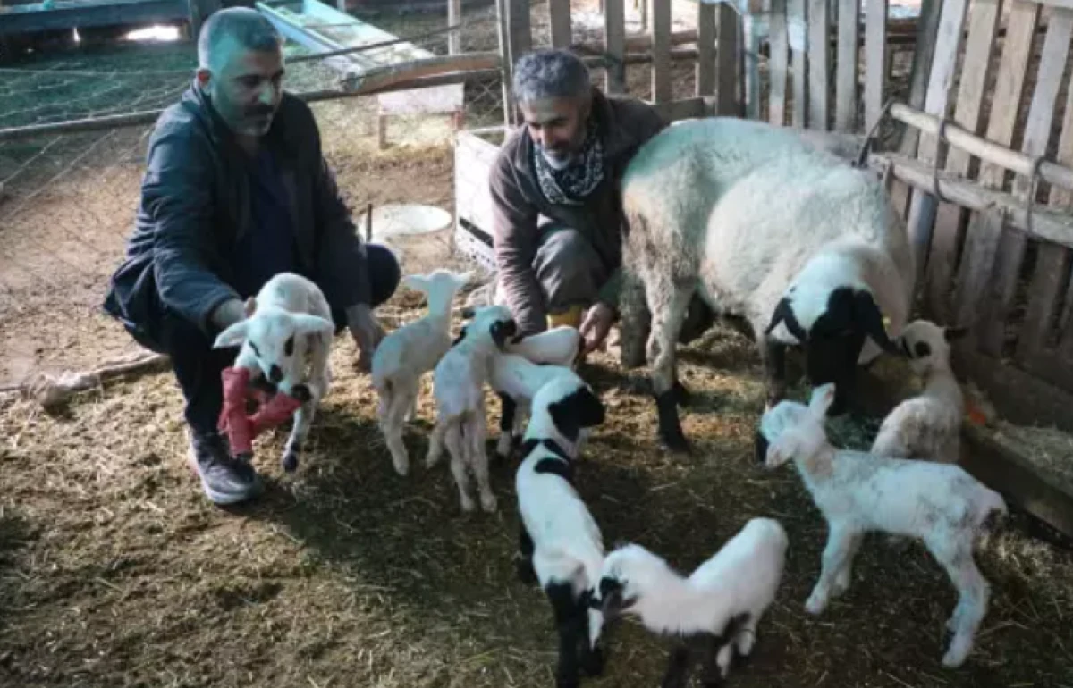 Denizli'de besiciler g&ouml;rd&uuml;ğ&uuml; manzara karşısında sevin&ccedil;ten havalara u&ccedil;tu!                                            