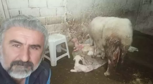 Denizli'de koyun ilk doğumda 4 kuzu doğurdu