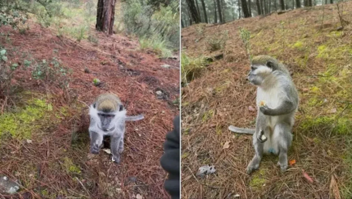 Denizli'de mantar aramak i&ccedil;in &ccedil;ıktığı doğada maymun buldu  