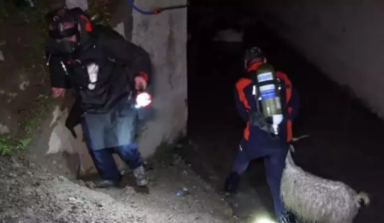 Dereden yayılan keskin koku küçükbaş hayvanları zehirledi 