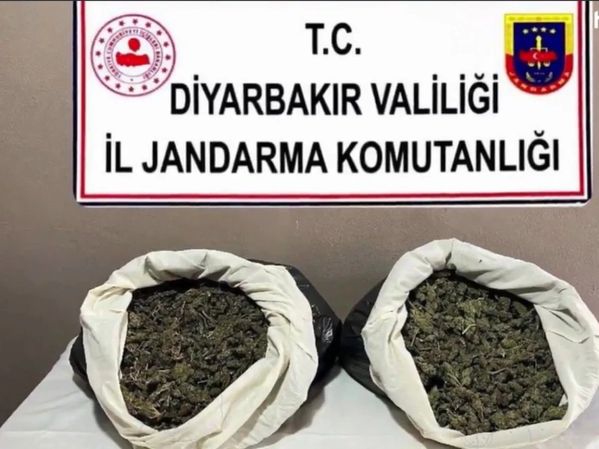 Diyarbakır'da dev uyuşturucu operasyonu: 217 bin k&ouml;k kenevir ve skunk imha edildi