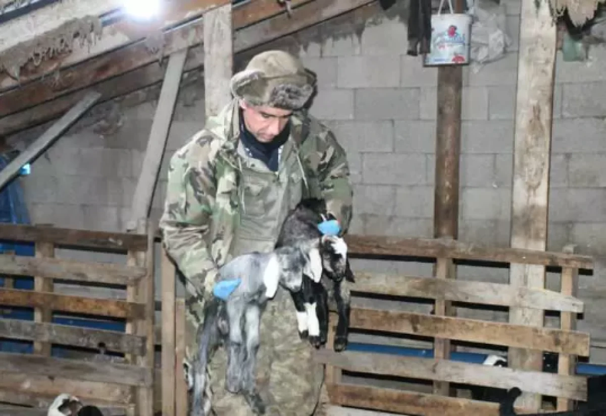 Doğum s&uuml;recinde hayvanları &ouml;lmesin diye uyguladı                   