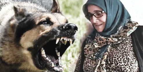 Dudu teyzenin başıboş köpeklerce katledilmesi bardağı taşırdı 