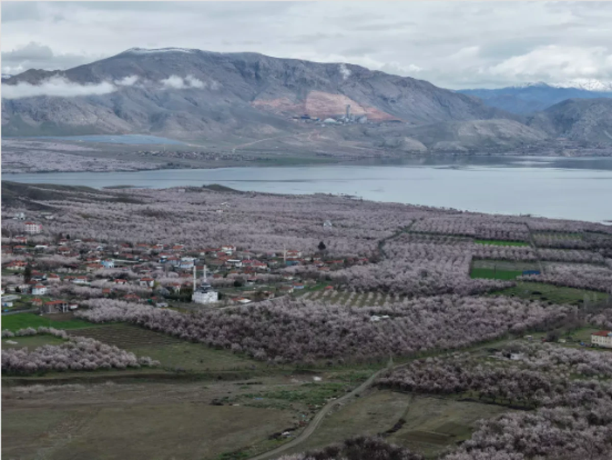 D&uuml;nya kayısı başkenti Malatya beyaz gelinliğini giydi            