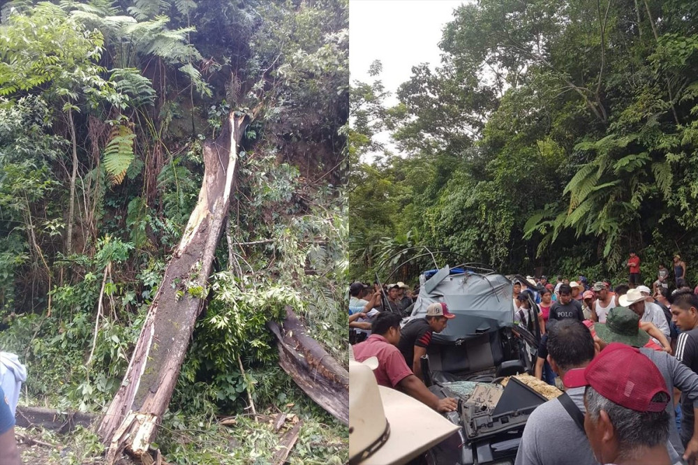   Meksika'da 25 metrelik ağaç devrildi: 3 ölü, 1 yaralı