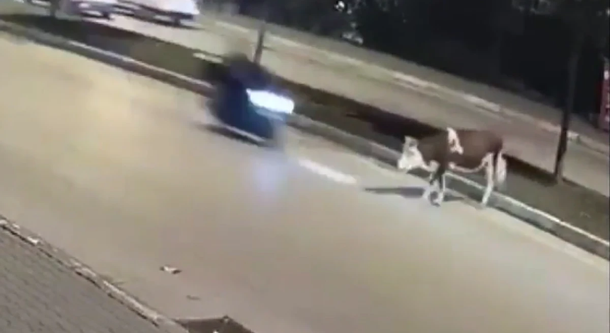D&uuml;zce'de yola atlayan b&uuml;y&uuml;kbaş hayvana motosiklet &ccedil;arptı
