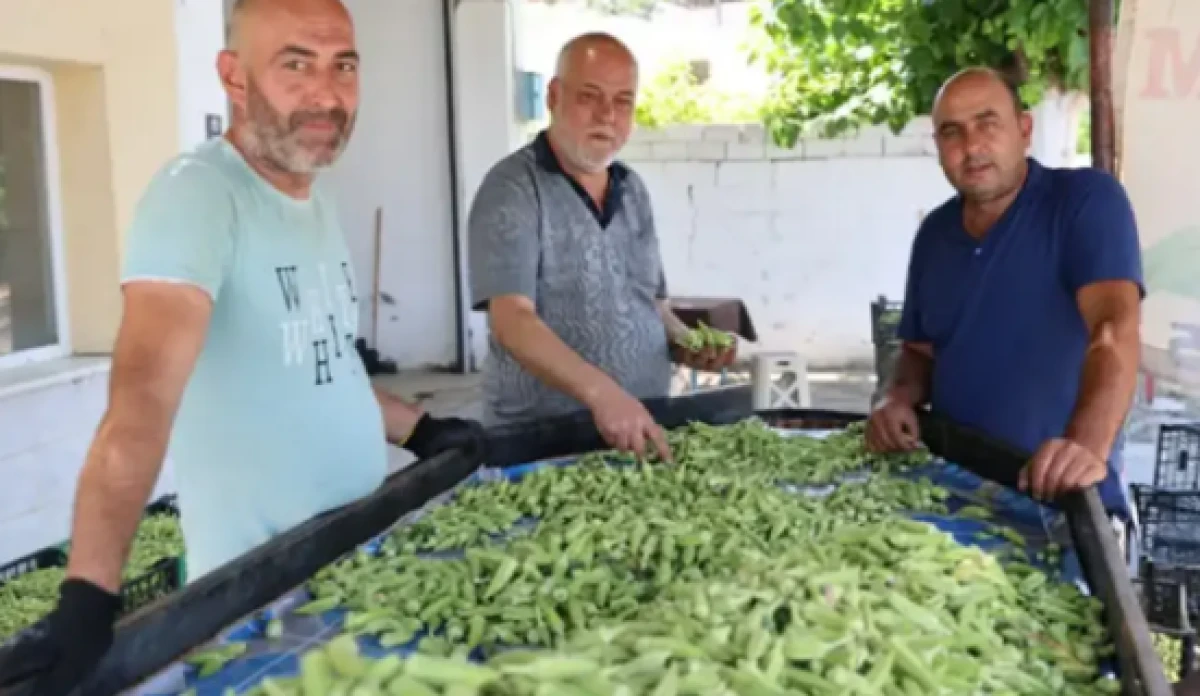 Eklem ağrısı olan bundan yiyor: Hasadı başladı, kilosu 200 lira!