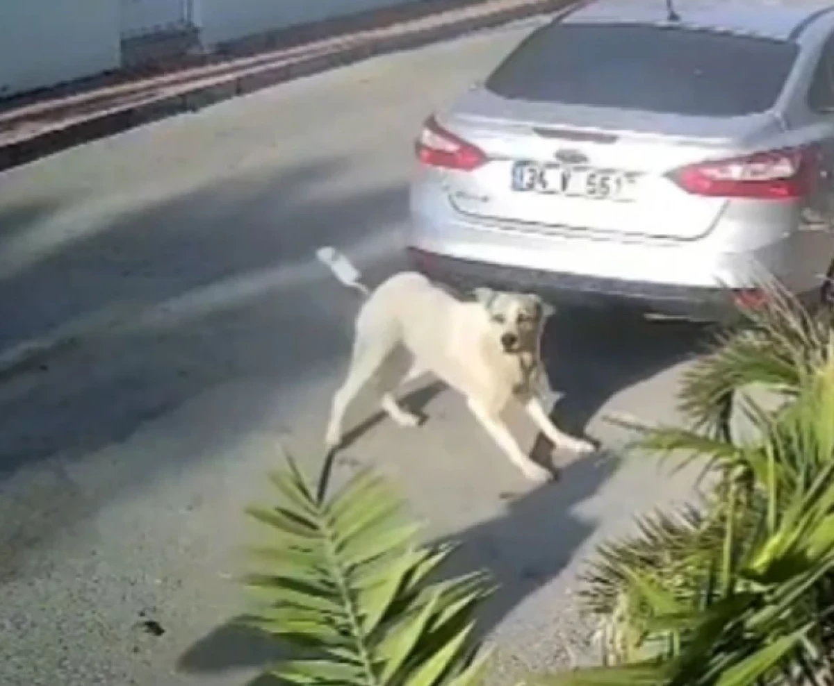 Emekli polis havlayan köpeği katletti    