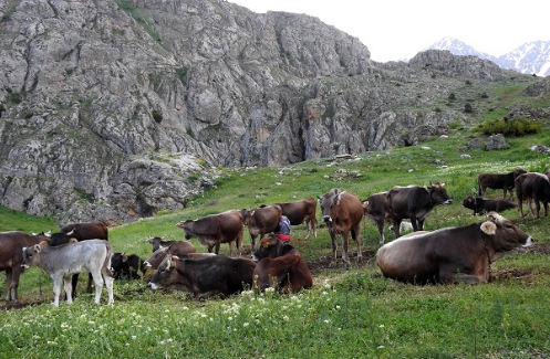 Erzincan'da 40 bin TL maaşla çoban bulamıyorlar 