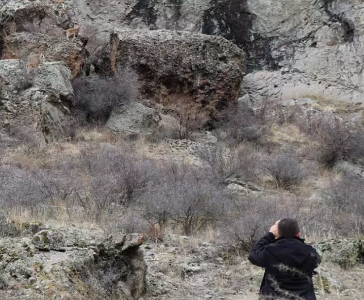Erzurum'da yaralı halde g&ouml;r&uuml;nt&uuml;lendi!                      
